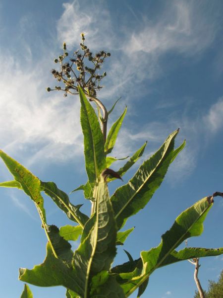 marshsowthistle_6514