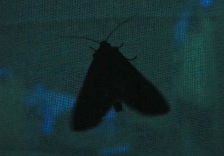 moth_6694
