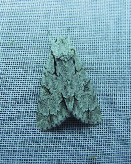 moth_6776