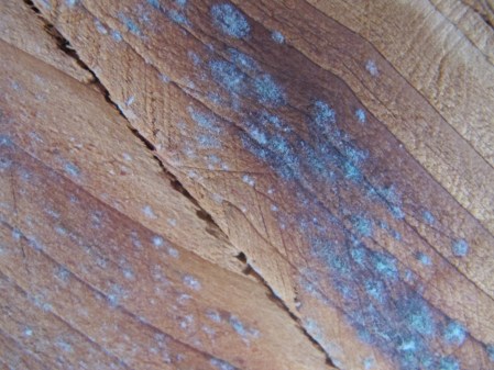 Mould beginning on the inner egg wall.