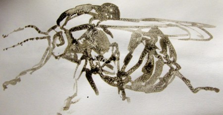 The Gall is more often seen than its wasp, which is just 1.5 - 2mm in length.