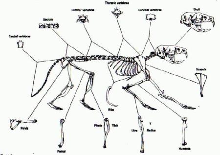 diagram courtesy of http://imgarcade.com/1/rodent-skeleton-diagram/