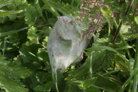 Communal silk tent of the Peacock caterpillar