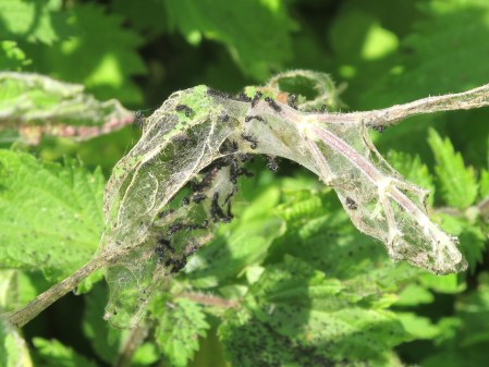 Moulted skins from the Peacock caterpillar and the remains of a communal tent